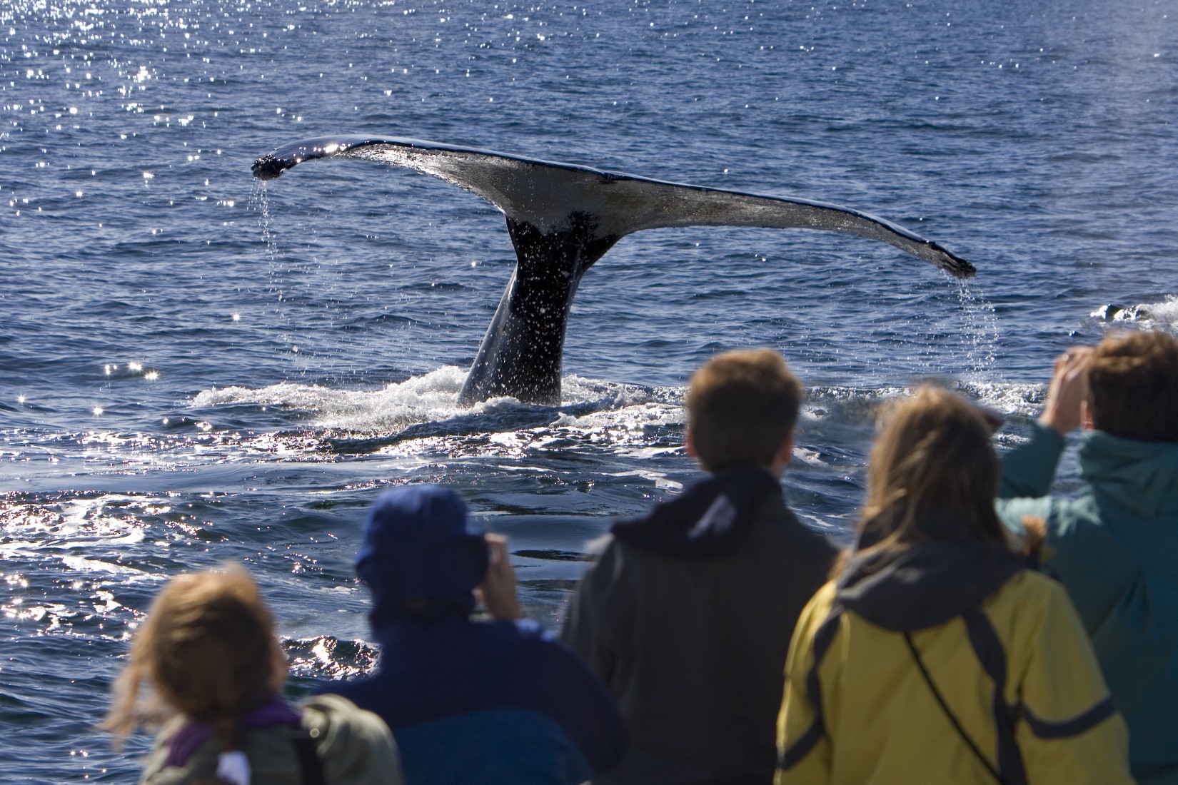 whale-watching-royal-caribbean