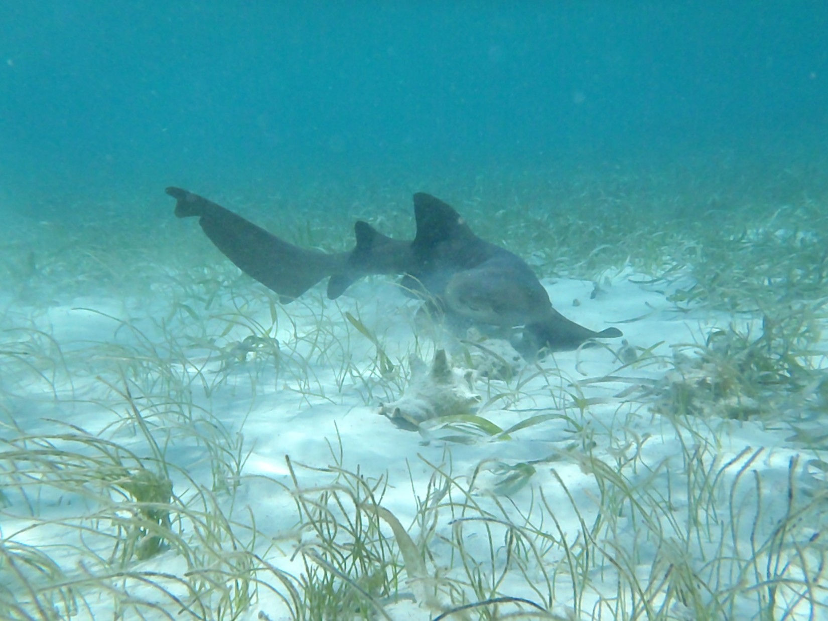 shark-week-come-seek-royal-caribbean